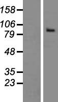 ls055901 thsd1 human over expression lysates nm 199263 wb testing 2