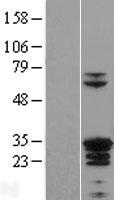 ls055906 zc4h2 human over expression lysates nm 018684 wb testing 2