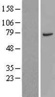 CTTNBP2NL Human Over-expression Lysates NM_018704