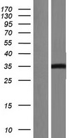 ls055924 c1orf183 fam212b human over expression lysates nm 198926 wb testing 2