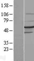 DMAP1 Human Over-expression Lysates NM_019100