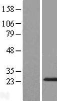 ls055954 zmat5 human over expression lysates nm 019103 wb testing 1