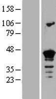 Septin 3 (SEPT3) Human Over-expression Lysates NM_019106