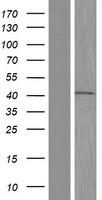 BAP29 (BCAP29) Human Over-expression Lysates NM_001008405