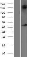 ls055998 nxf5 human over expression lysates nm 032946 wb testing 1