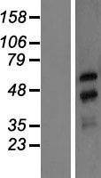 ls056000 nxf3 human over expression lysates nm 022052 wb testing 1