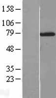 NXF2 Human Over-expression Lysates NM_017809