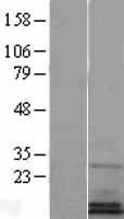 ls056005 sf20 mydgf human over expression lysates nm 019107 wb testing 1