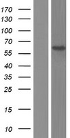 C19orf61 (SMG9) Human Over-expression Lysates NM_019108