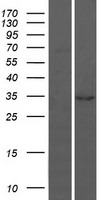 ls056033 barx1 human over expression lysates nm 021570 wb testing 1