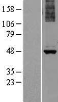 ls056052 alg1 human over expression lysates nm 019109 wb testing 1