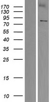 KLHL4 Human Over-expression Lysates NM_057162