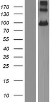 PCDHGB7 Human Over-expression Lysates NM_032101