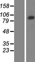 PCDHGB5 Human Over-expression Lysates NM_032099