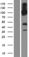 PCDHGB3 Human Over-expression Lysates NM_018924