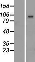 PCDHGB2 Human Over-expression Lysates NM_018923