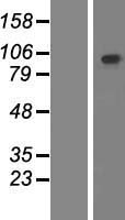 PCDHGB2 Human Over-expression Lysates NM_032096