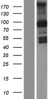 PCDHGB1 Human Over-expression Lysates NM_032095