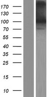 ls056107 pcdhga9 human over expression lysates nm 018921 wb testing 1