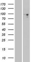 PCDHGA6 Human Over-expression Lysates NM_018919