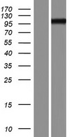 PCDHGA5 Human Over-expression Lysates NM_018918