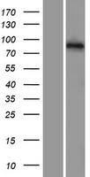 PCDHGA5 Human Over-expression Lysates NM_032054