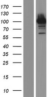 ls056112 pcdhga3 human over expression lysates nm 018916 wb testing 1