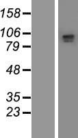 ls056113 pcdhga2 human over expression lysates nm 032009 wb testing 1