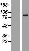 ls056114 pcdhga1 human over expression lysates nm 031993 wb testing 1