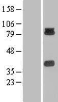ls056121 pcdhb15 human over expression lysates nm 018935 wb testing 1