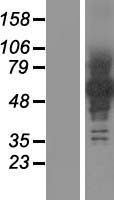 ls056124 protocadherin beta 12 pcdhb12 human over expression lysates nm 018932 wb testing 1