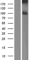 ls056128 pcdhb8 human over expression lysates nm 019120 wb testing 1