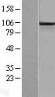 ls056130 pcdhb6 human over expression lysates nm 018939 wb testing 1