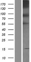 ls056131 pcdhb4 human over expression lysates nm 018938 wb testing 1