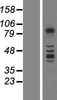 ls056132 protocadherin beta 3 pcdhb3 human over expression lysates nm 018937 wb testing 1