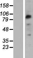 ls056133 pcdhb2 human over expression lysates nm 018936 wb testing 1