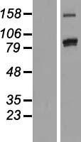 PCDHAC2 Human Over-expression Lysates NM_031883