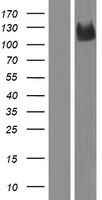 PCDHAC1 Human Over-expression Lysates NM_018898