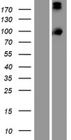 PCDHA13 Human Over-expression Lysates NM_018904