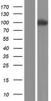 ls056138 pcdha11 human over expression lysates nm 018902 wb testing 1