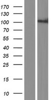 ls056140 pcdha8 human over expression lysates nm 018911 wb testing 1