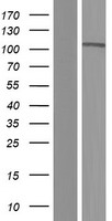 ls056141 pcdha7 human over expression lysates nm 018910 wb testing 1