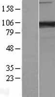 PCDHA6 Human Over-expression Lysates NM_018909