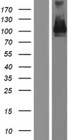 ls056143 pcdha5 human over expression lysates nm 018908 wb testing 1