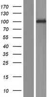 ls056145 pcdha3 human over expression lysates nm 018906 wb testing 1