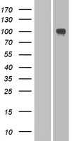 PCDHA2 Human Over-expression Lysates NM_018905