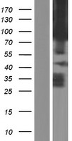 ls056147 pcdha1 human over expression lysates nm 031411 wb testing 1