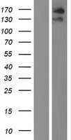 ls056155 tex14 human over expression lysates nm 031272 wb testing 1