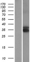 ls056156 tex13b human over expression lysates nm 031273 wb testing 1