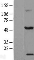 ls056157 tex13a human over expression lysates nm 031274 wb testing 1